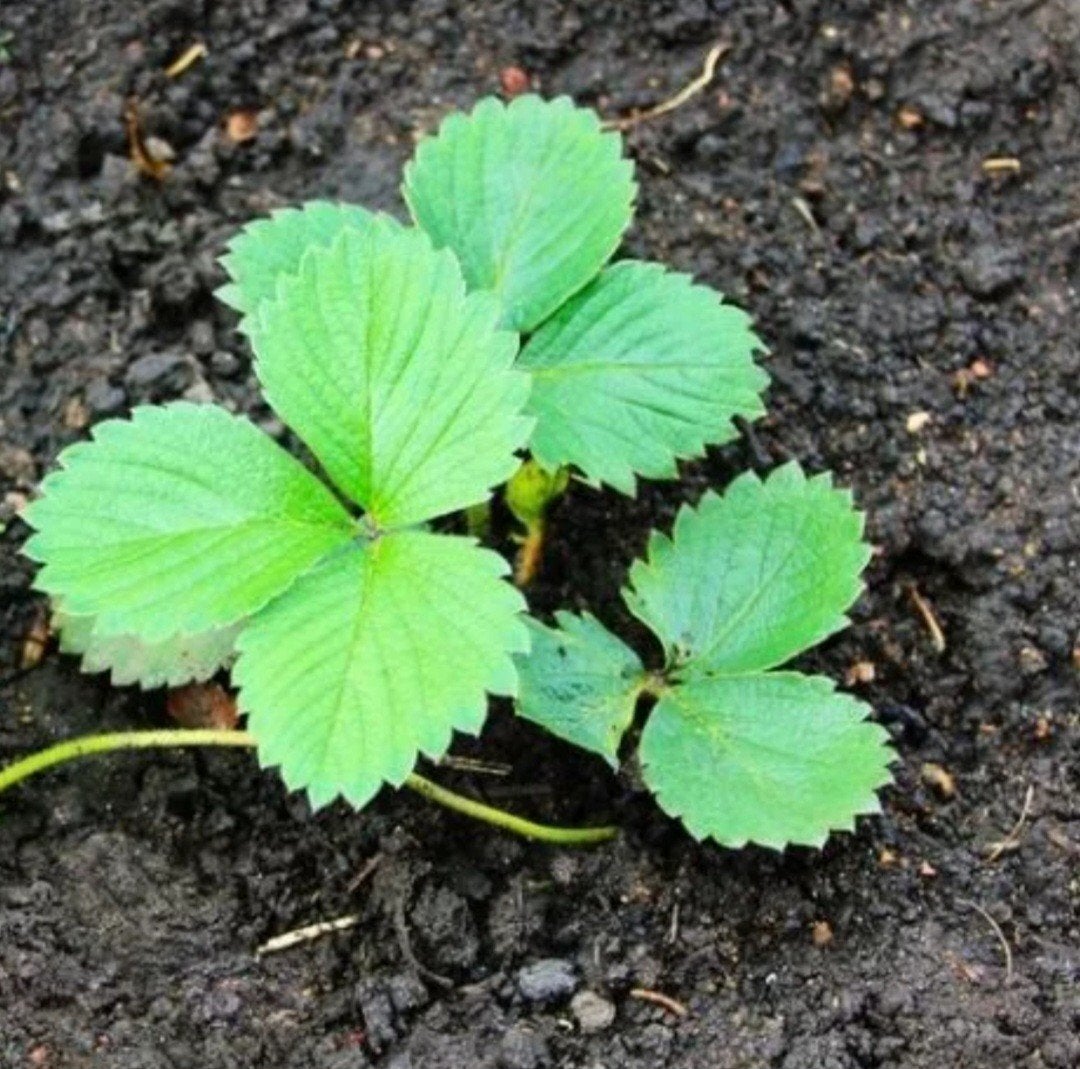 Aardbeien stekjes Maxim, Ophalen of Verzenden