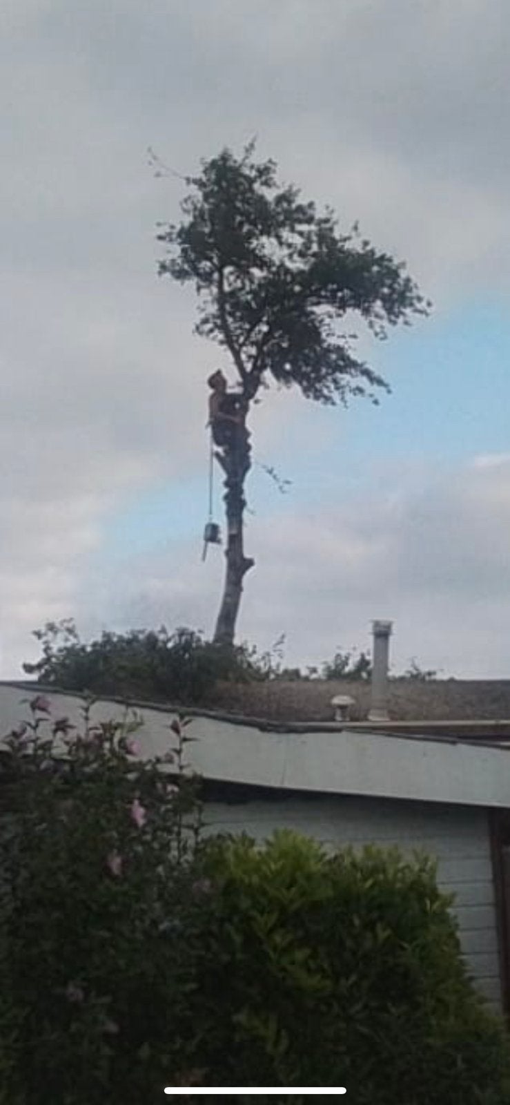 Bomenkap particulier, Ophalen of Verzenden, Volle zon, Overige soorten