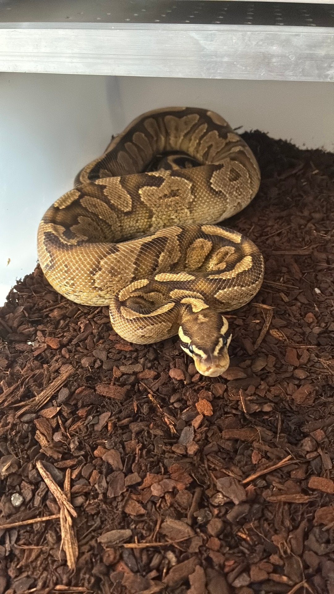 Ball python regius