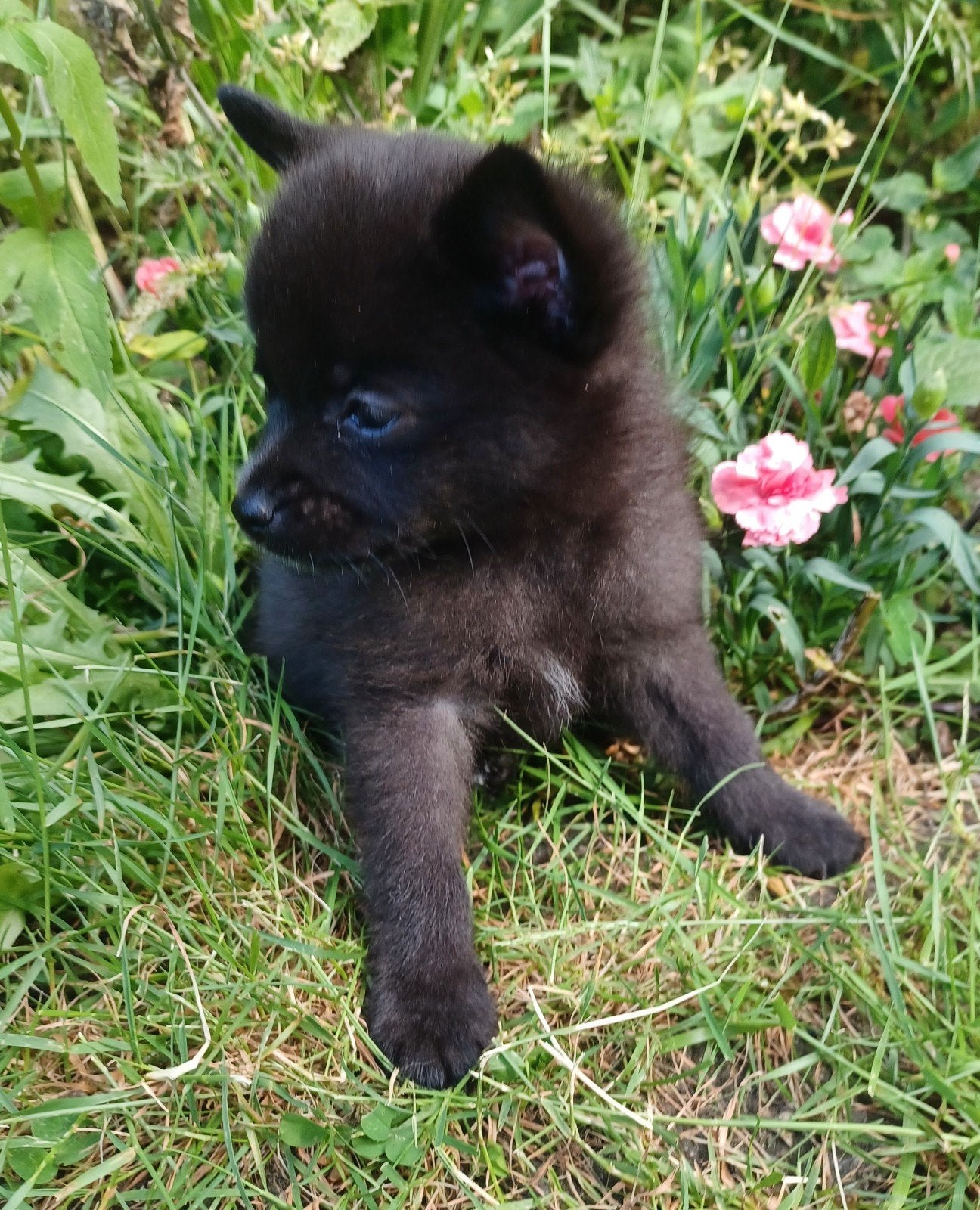 Hele mooie,lieve gesocialiseerde pomchi reu 75% pomeriaan, Parvo, Overige rassen, 8 tot 15 weken, Meerdere