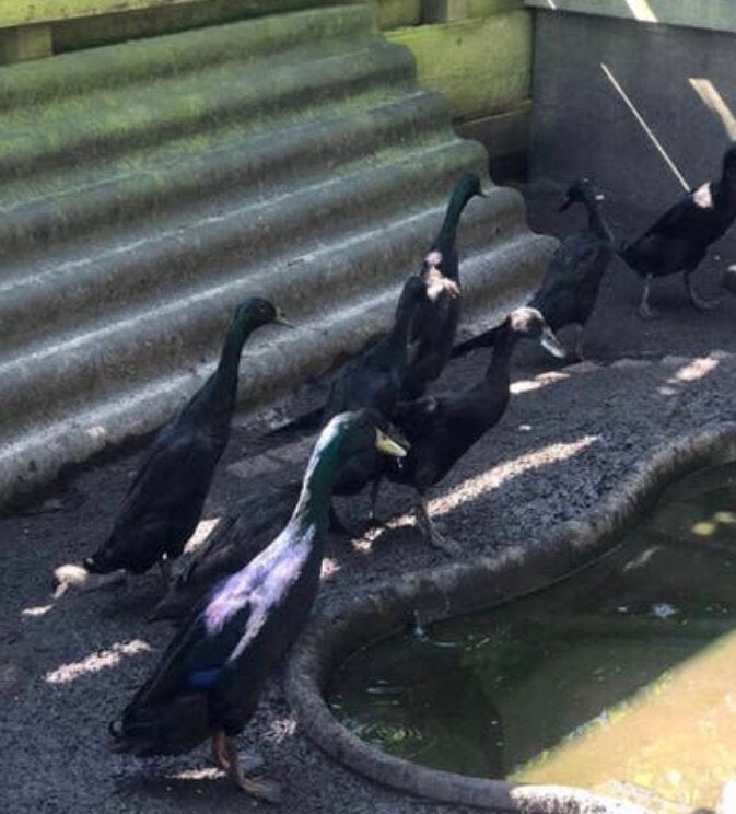 Zwarteloop eend woerden, Dieren en Toebehoren, Pluimvee, Eend, Mannelijk