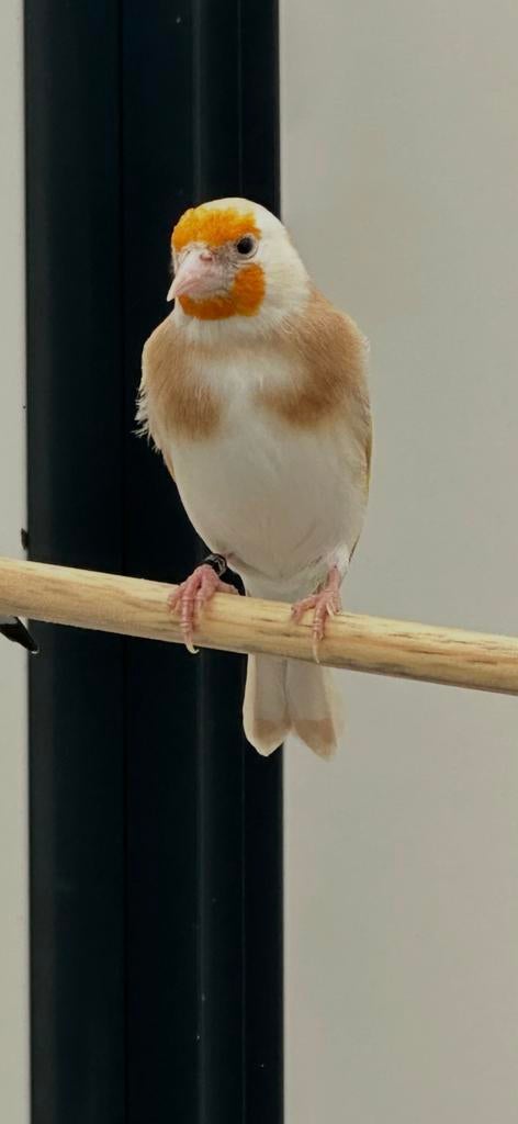 Parva putter pop bruinpastel, Dieren en Toebehoren, Vogels | Overige Vogels, Vrouwelijk, Wildzangvogel, Geringd