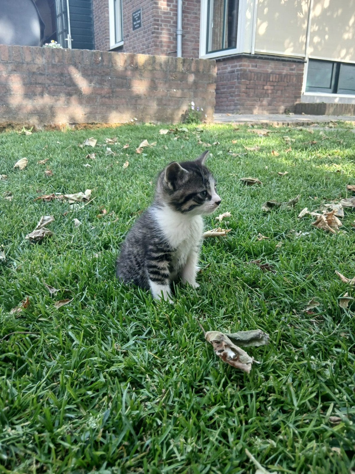 Kitten boerderij poesjes, Dieren en Toebehoren, Katten en Kittens | Overige Katten, Poes