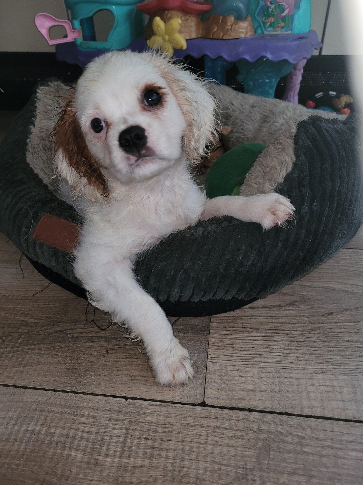 Laatste Cavelier King Charles spaniel puppie reutje, Reu, CDV (hondenziekte), 8 tot 15 weken, Eén hond