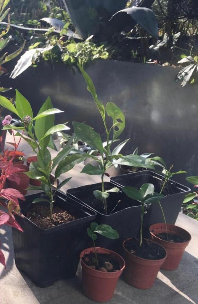 Biologische Mandarijn/Citrus stekjes zaailingen Diverse, Ophalen, Fruitplant, In pot, Minder dan 100 cm