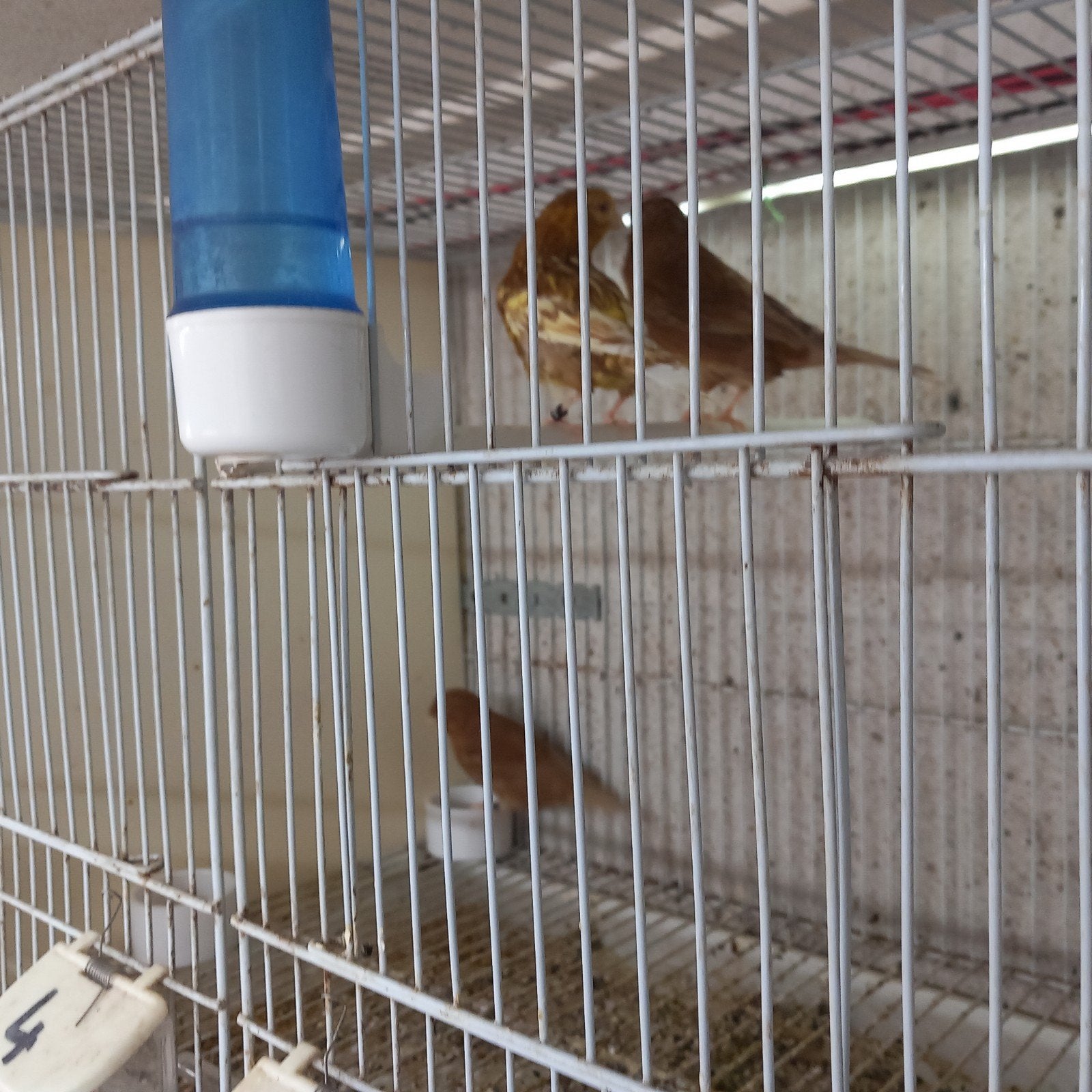 Kanarie,s, Dieren en Toebehoren, Vogels | Hokken en Kooien, Ophalen of Verzenden, Hout, Vogelkooi