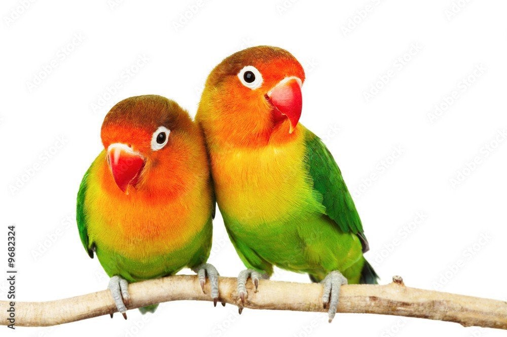 AGAPORNIS FISCHERIE, Meerdere dieren, Dwergpapegaai of Agapornis