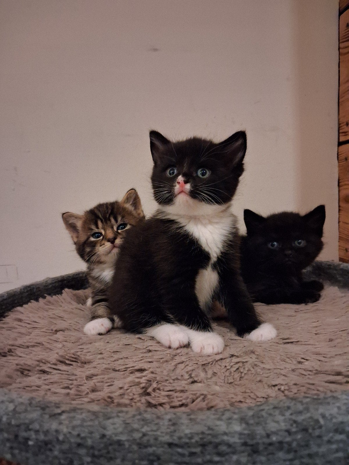Fluffy kittens, Meerdere dieren