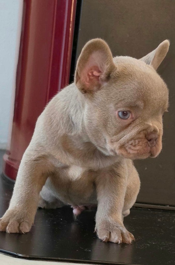 Franse bulldog Isabella puppies, Dieren en Toebehoren, Fokker | Hobbymatig, Reu, 8 tot 15 weken, Buitenland