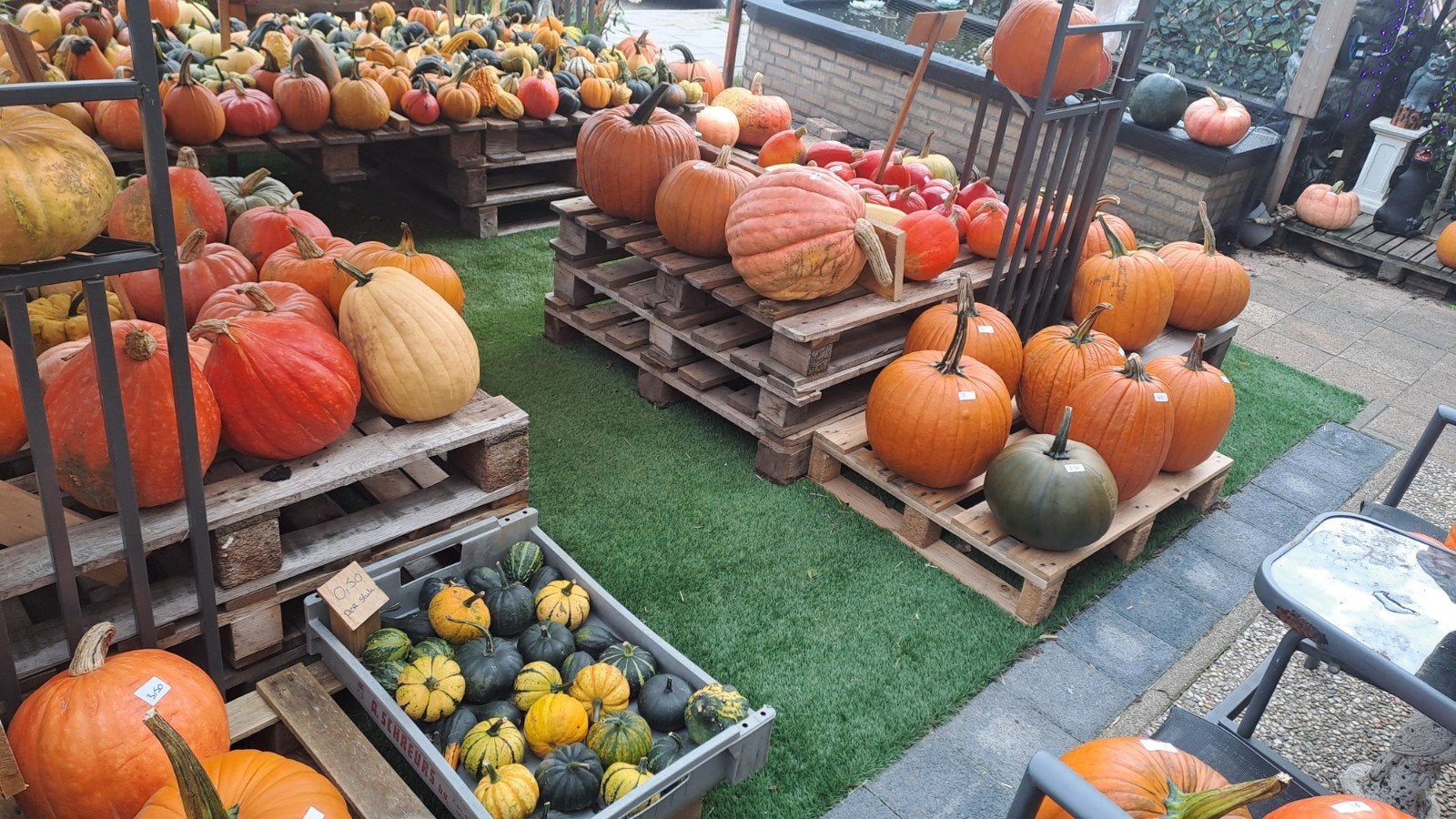 pompoenen halloween sier eetbare reuze pompoenen, Ophalen