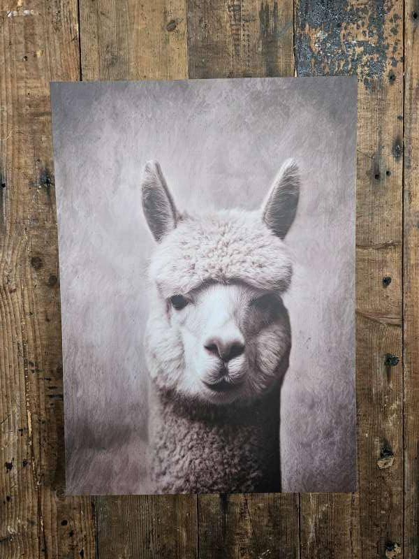 canvasdoek ``alpaca``WOONWINKEL RUSTIEK``, Ophalen of Verzenden, Nieuw, 50 tot 75 cm, Schilderij