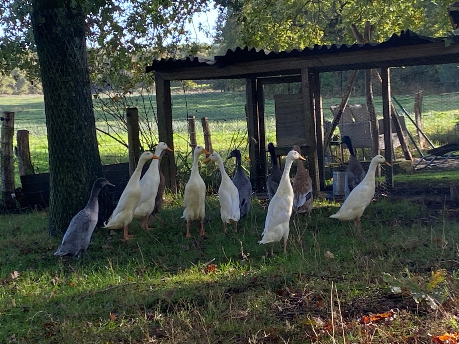 Mooie loopeenden / Indische loopeenden / Flesseneend, Meerdere dieren, Eend