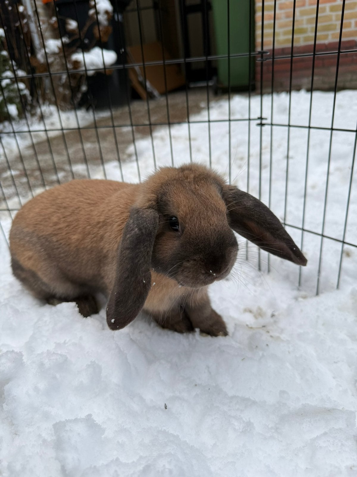 Hangoor konijn (gesteriliseerd), Vrouwelijk, Middelgroot, Hangoor, 0 tot 2 jaar