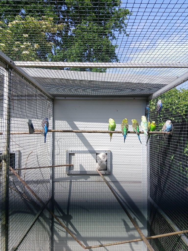 11 grasparkieten meeste poppen., Meerdere dieren, Parkiet, Geringd