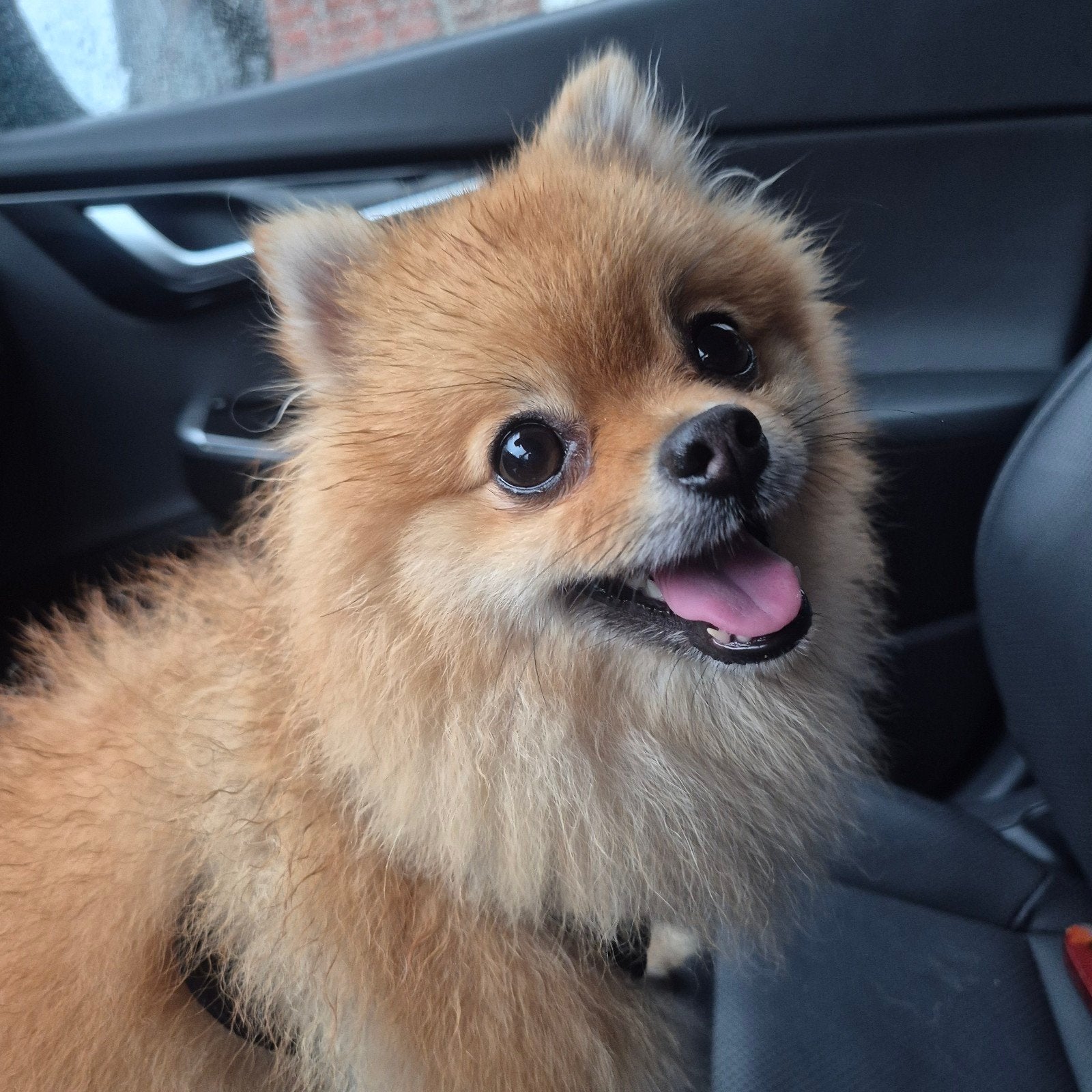 Luna, 1 tot 2 jaar, Teef, Eén hond, Klein