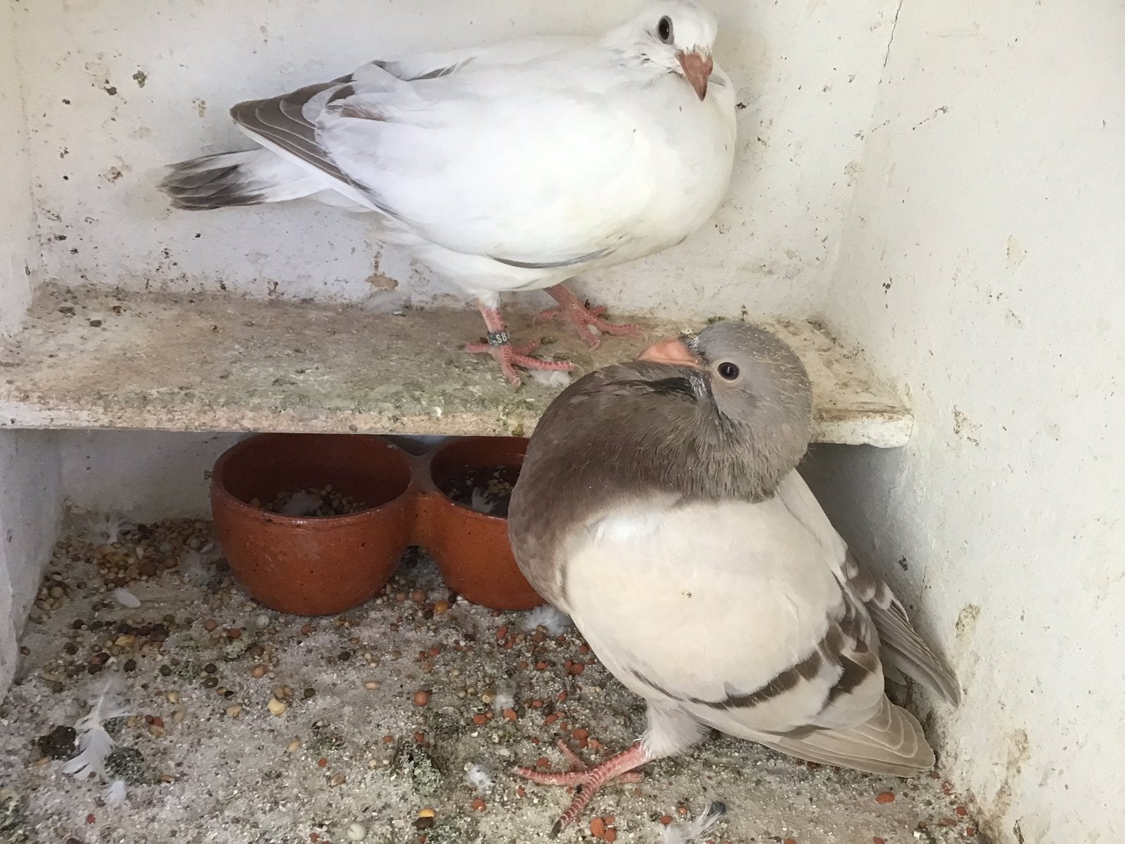 Te koop 2 mooie jonge geteeld uit orginele gaditano’s., Dieren en Toebehoren, Vogels | Duiven, Geslacht onbekend, Kropper