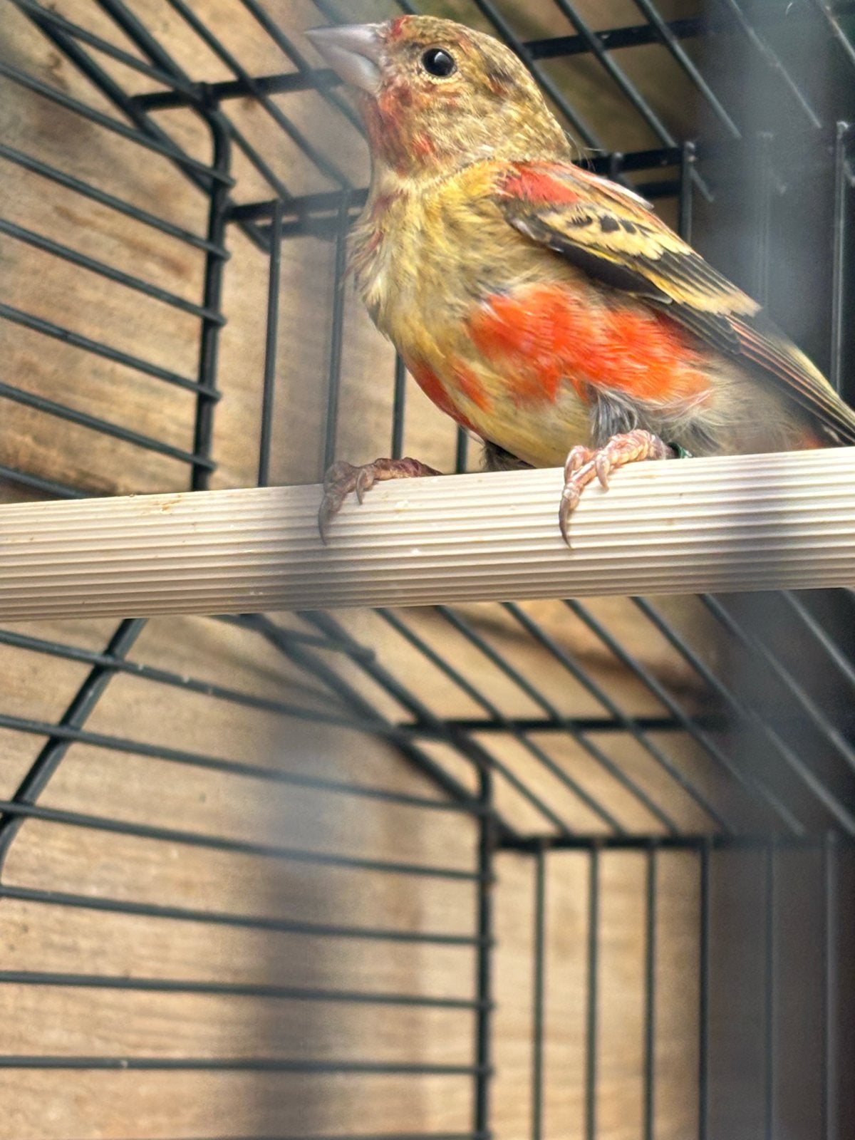 F1 Kanarie Bastaard Kapoetsensijs, Mannelijk, Wildzangvogel, Geringd