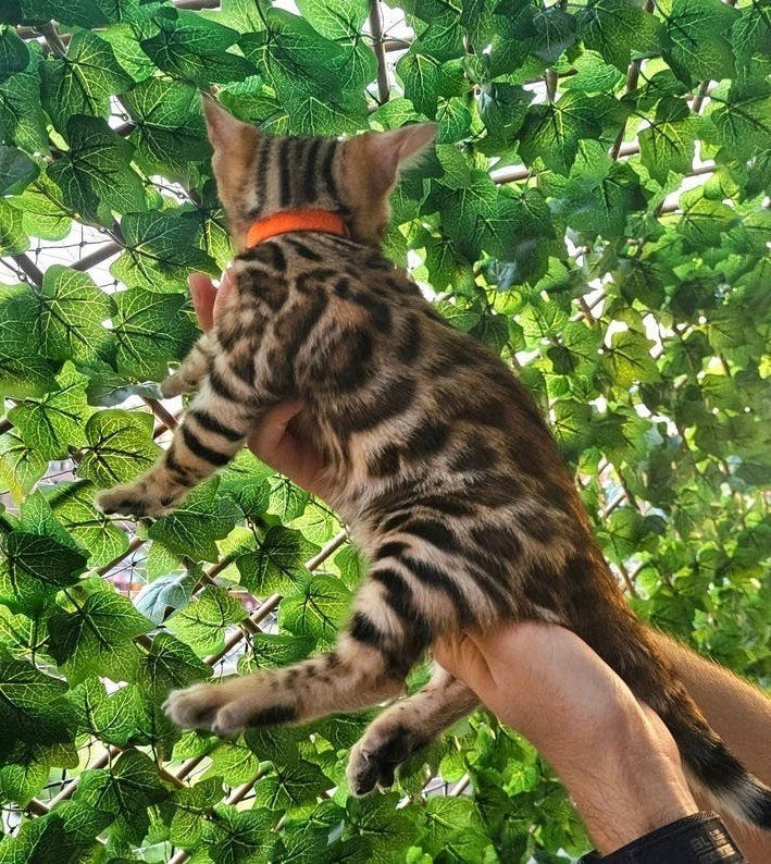 ☆Top ras☆ Bengaalse kittens met stamboom moeder kampioen, Dieren en Toebehoren, Katten en Kittens | Raskatten | Korthaar, Meerdere dieren