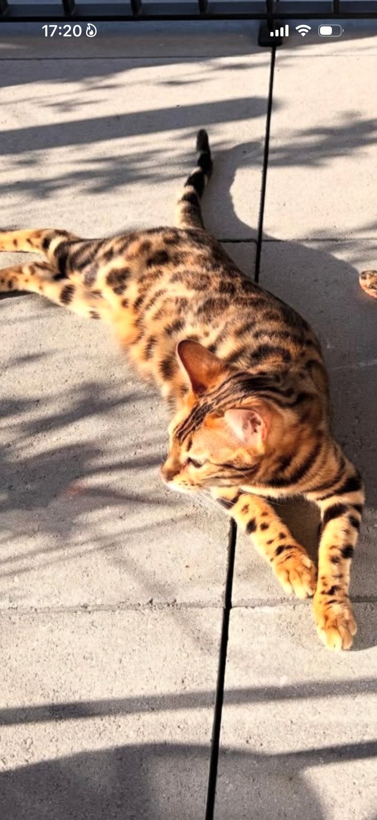 bengaal poes, Dieren en Toebehoren, Poes, Gechipt, 0 tot 2 jaar