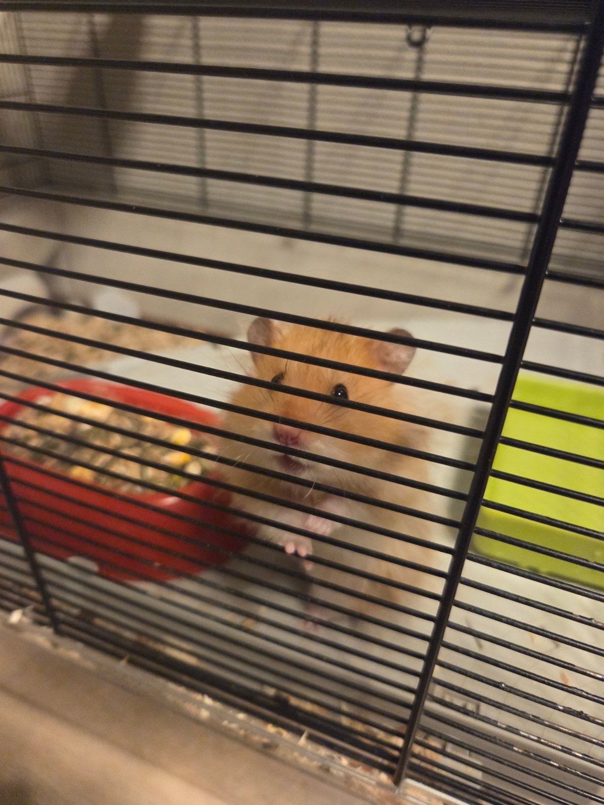 Vanwege verhuizing, goudhamster zoekt liefdevol huis., Dieren en Toebehoren, April, Mannelijk, Hamster