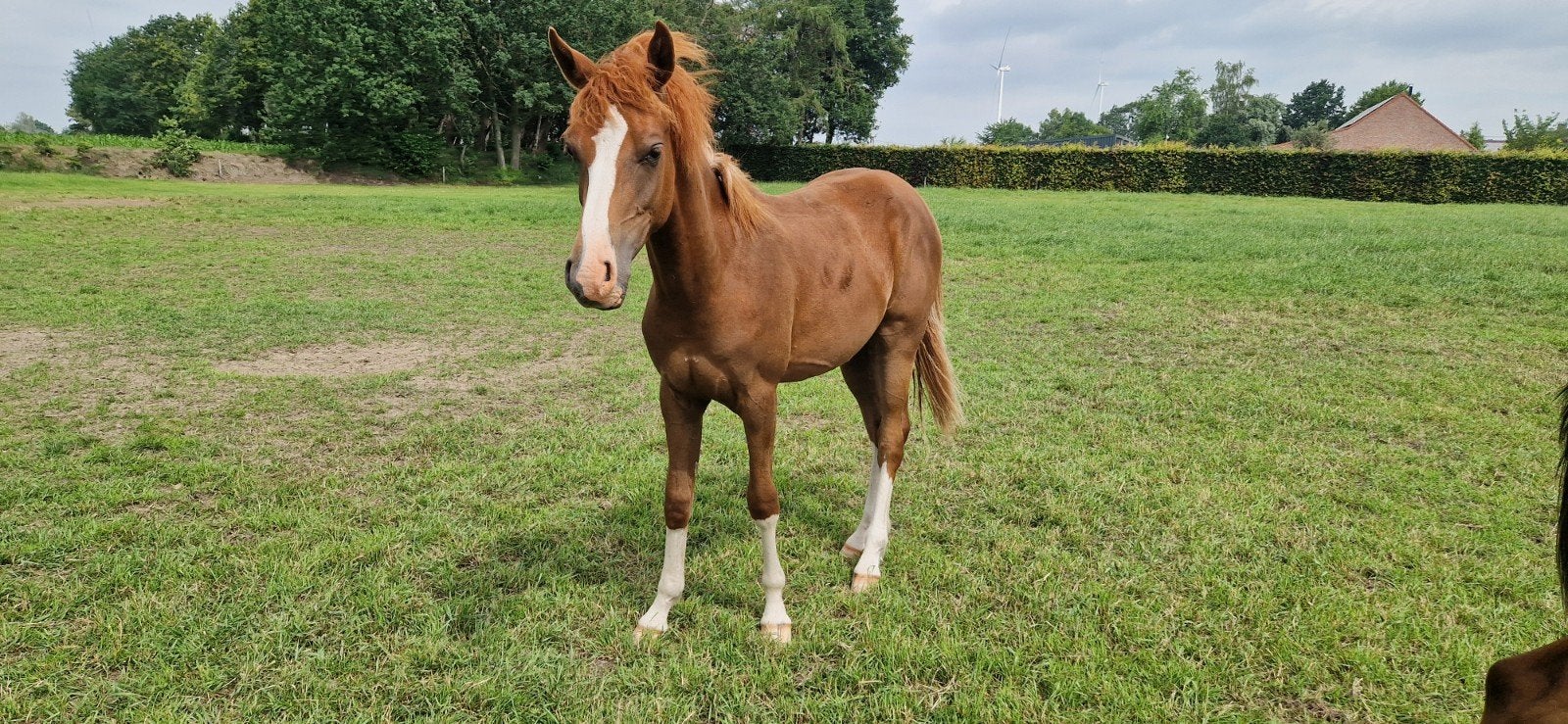 Meerdere jonge ruinen ivm inkrimping, Dieren en Toebehoren, Ruin, D pony (1.37m tot 1.48m), Met stamboom, 0 tot 2 jaar