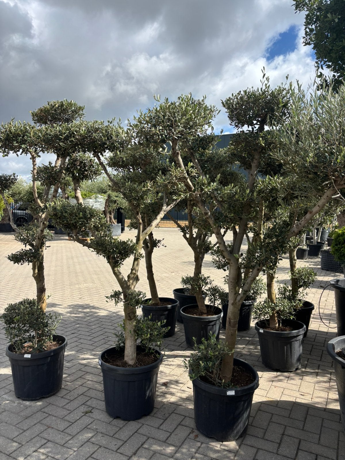 Olea europaea “pompon”, Bloeit niet, 100 tot 250 cm, Olijfboom, Ophalen