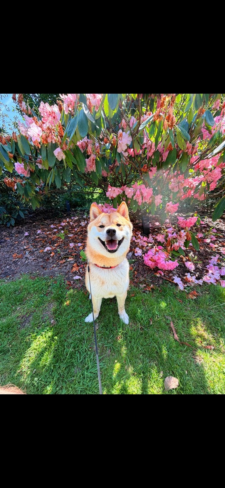 Betrouwbare oppas gezocht voor onze lieve Shiba Inu ️