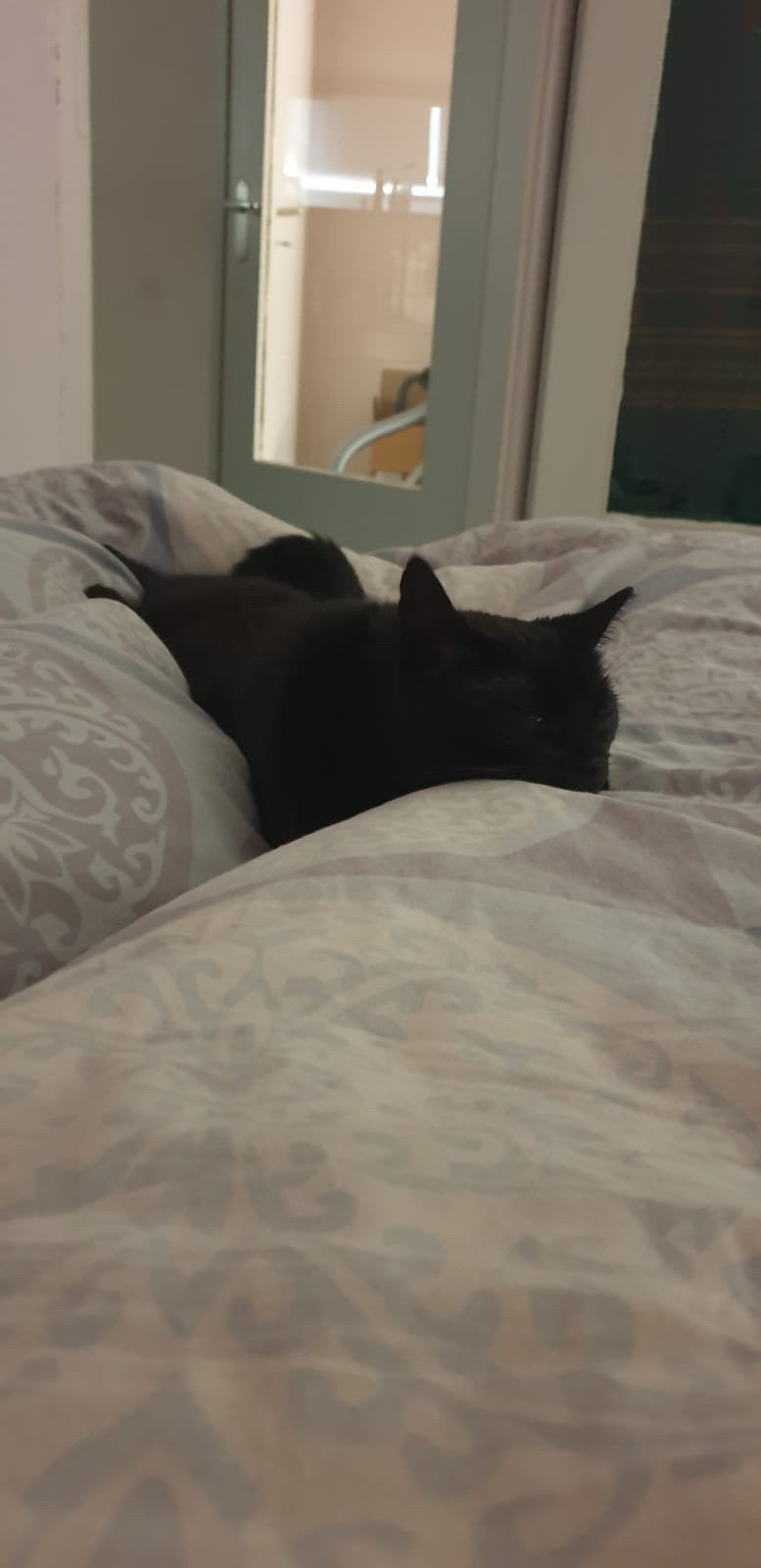 Gratis poes (gesteriliseerd) ter overname, Poes, 3 tot 5 jaar