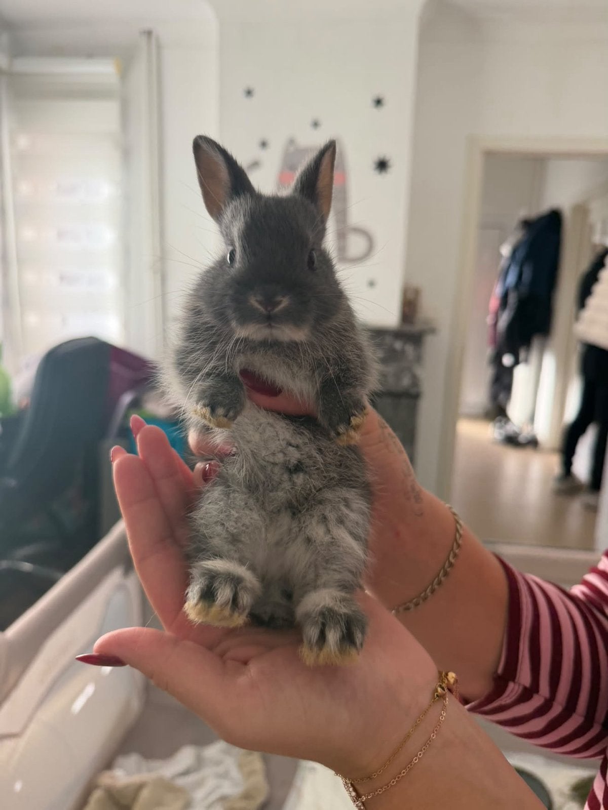 Baby konijntjes te koop, Meerdere dieren