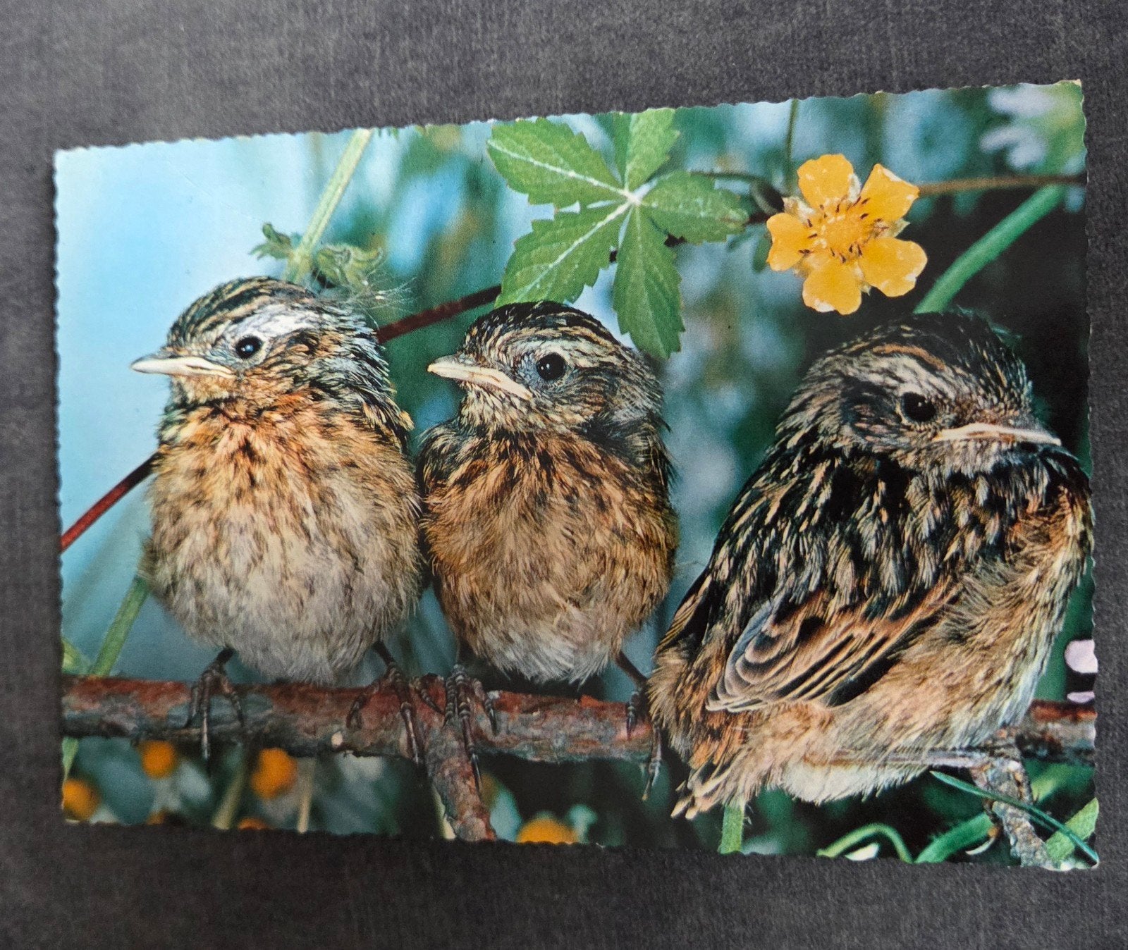 Drie Jonge Vogels - Nederland Vrij 1970, Verzamelen, Verzenden, 1960 tot 1980, Gelopen, Vogel