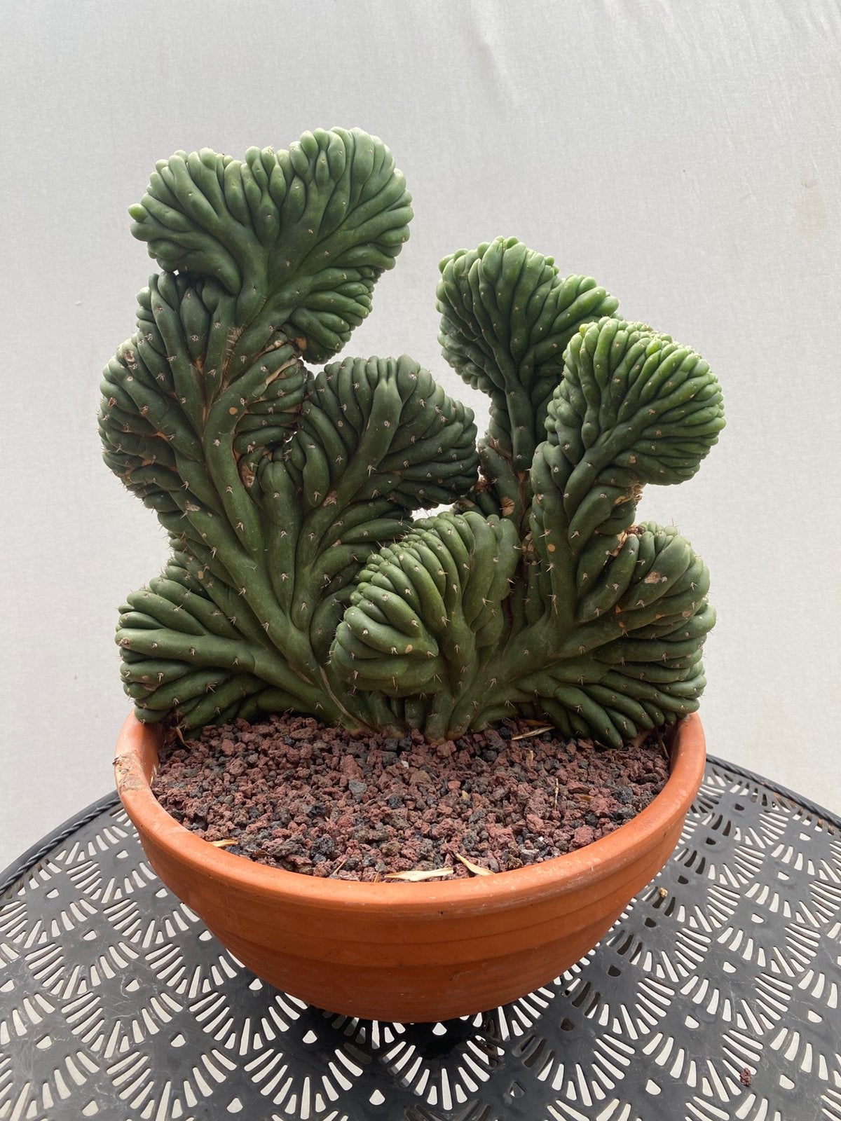 Tricocereus Pachanoi cristata ( San Pedro cristaat), Huis en Inrichting, Kamerplanten, Ophalen of Verzenden, Halfschaduw, Minder dan 100 cm
