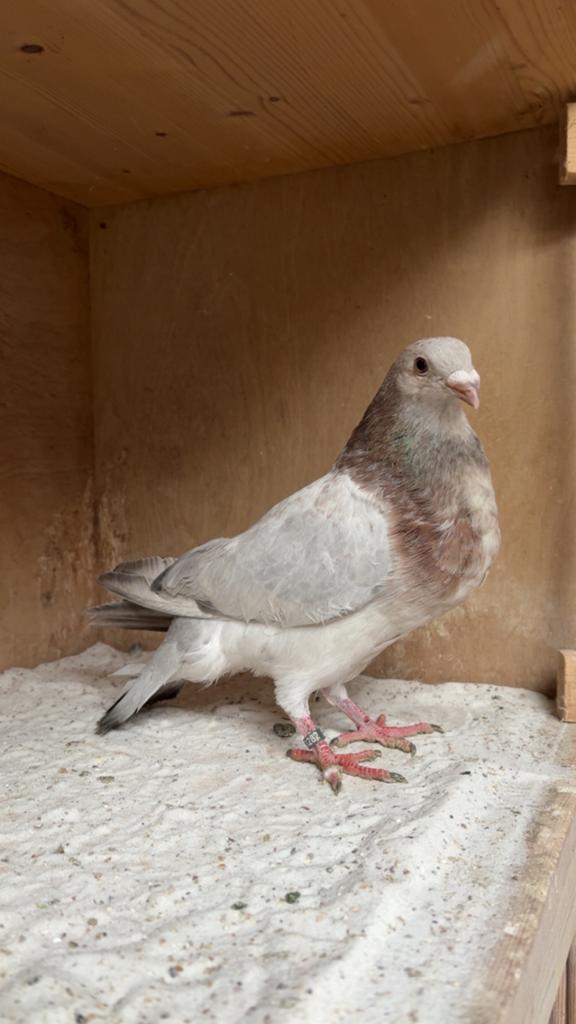 Gaditano, Dieren en Toebehoren, Mannelijk, Kropper