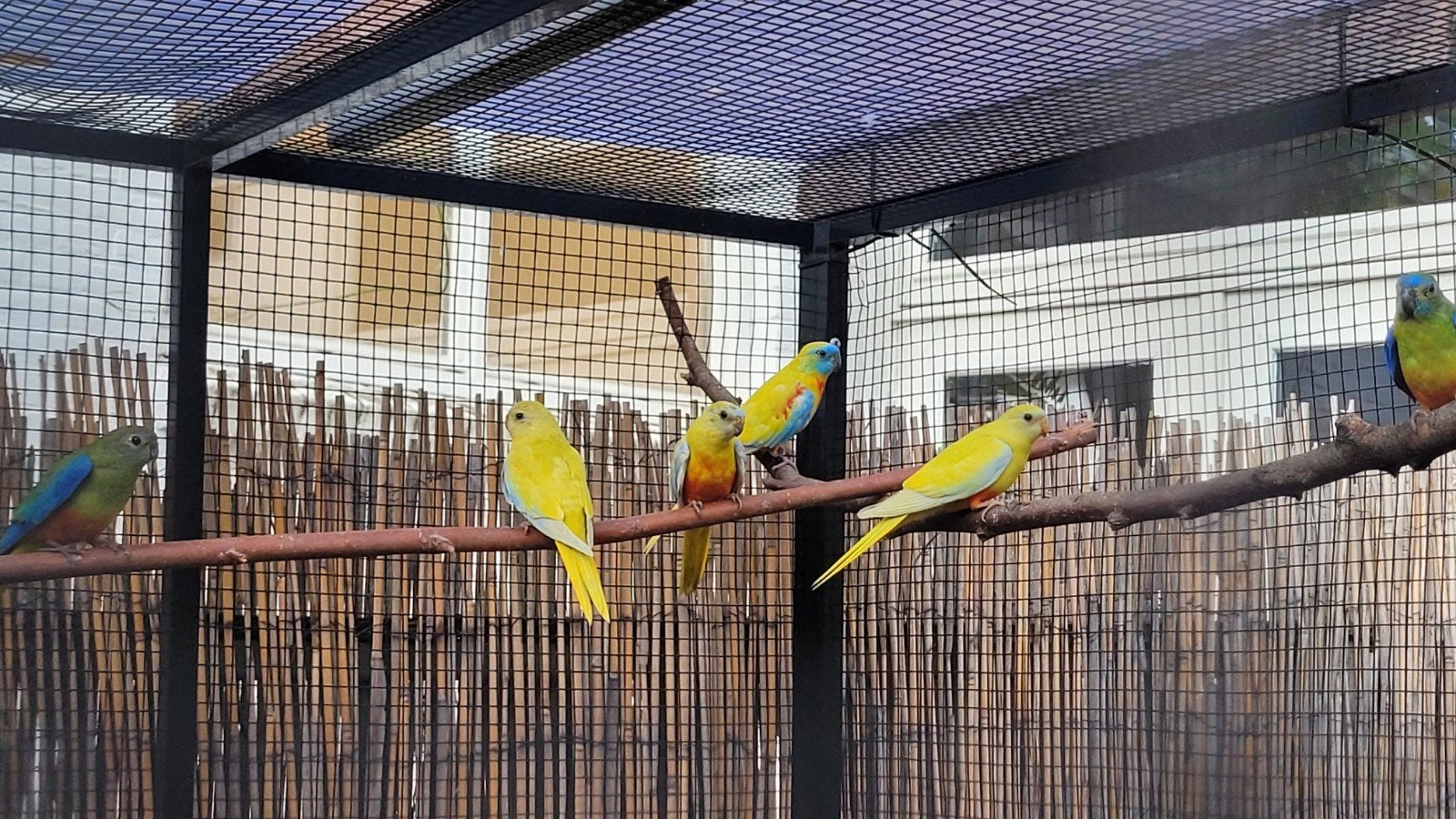 Turquoisine parkiet jong gele roodbuik, Dieren en Toebehoren, Vogels | Parkieten en Papegaaien, Meerdere dieren, Parkiet