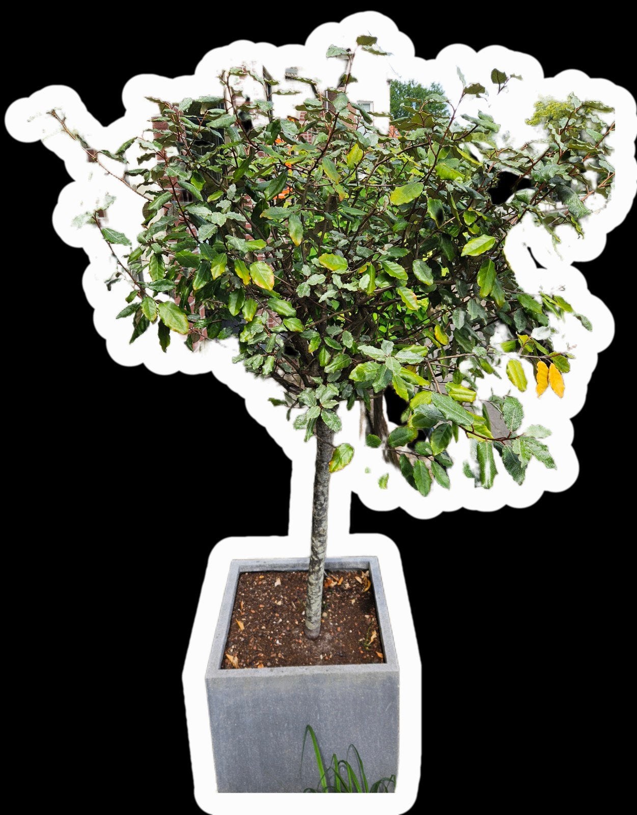 Elaeagnus ebbingei -Olijfwilg incl. Plantenbak, Ophalen, In pot, Overige soorten, 100 tot 250 cm