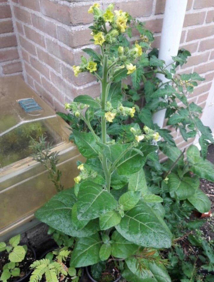 Nicotiana rustica 'Aztec' - Boerentabak, Mapacho zaden, Volle zon, Eenjarig, Ophalen of Verzenden, Kruiden