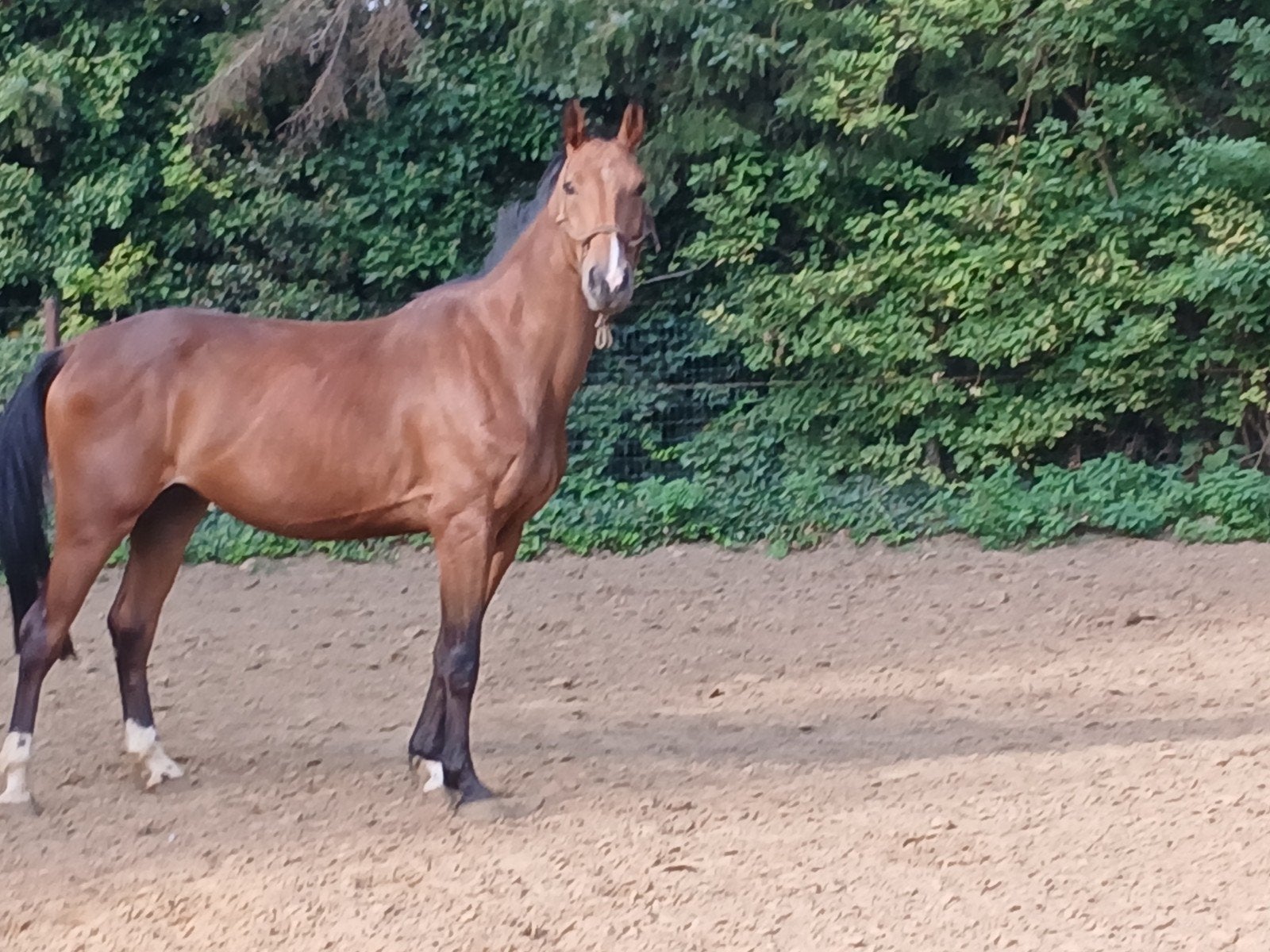 4jr farzack des abbayes, Ruin, 160 tot 165 cm, Springpaard, 3 tot 6 jaar