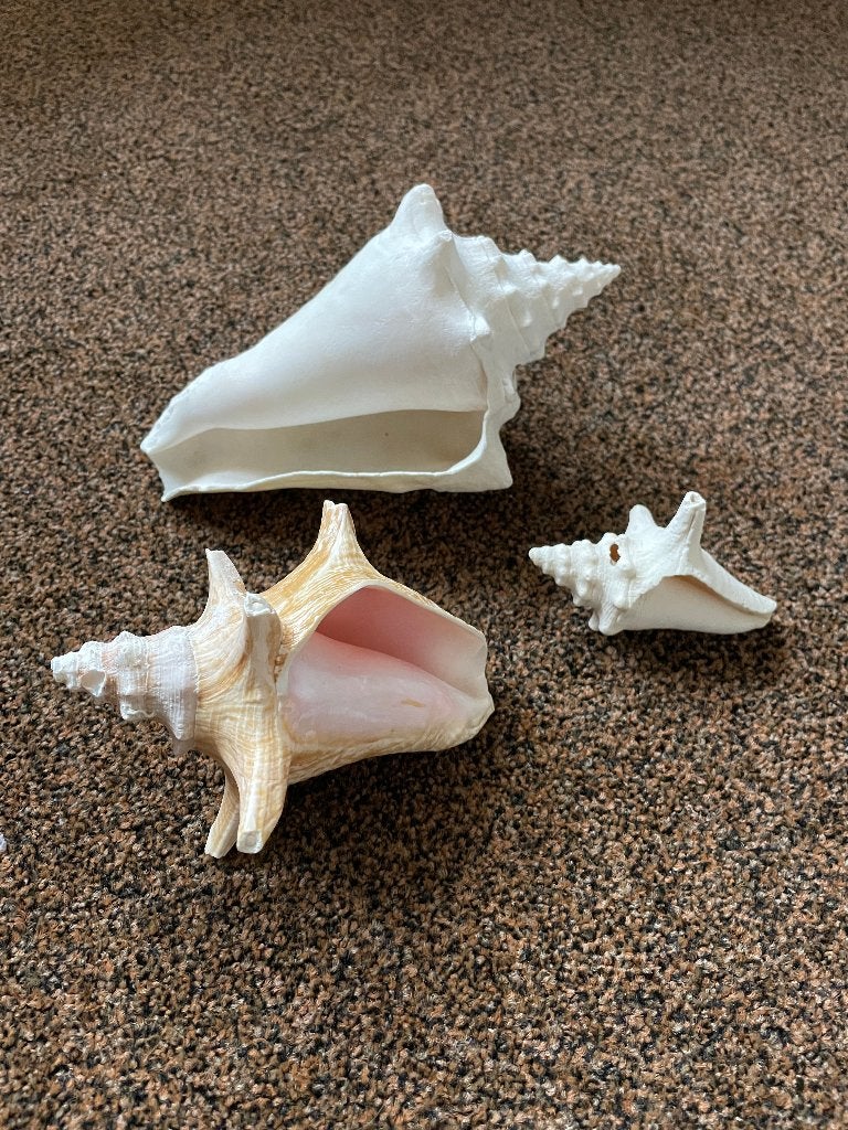 3 schelpen Strombus, Ophalen of Verzenden, Schelp(en)