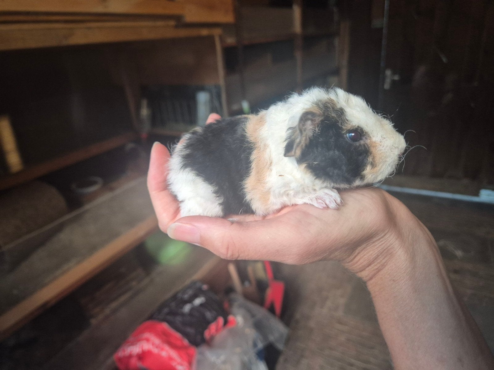 US beertjes, Dieren en Toebehoren, Cavia, Mannelijk, Tam, September
