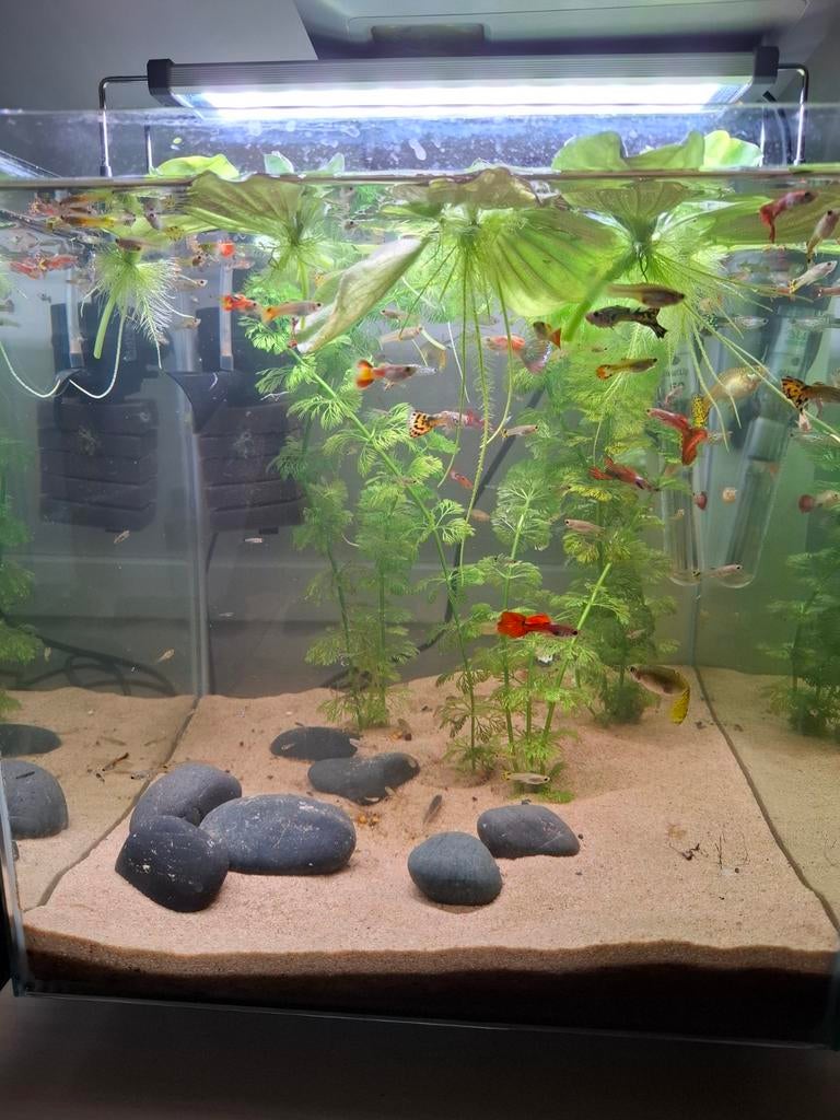 Gup / Guppen Mix, Dieren en Toebehoren, Vis