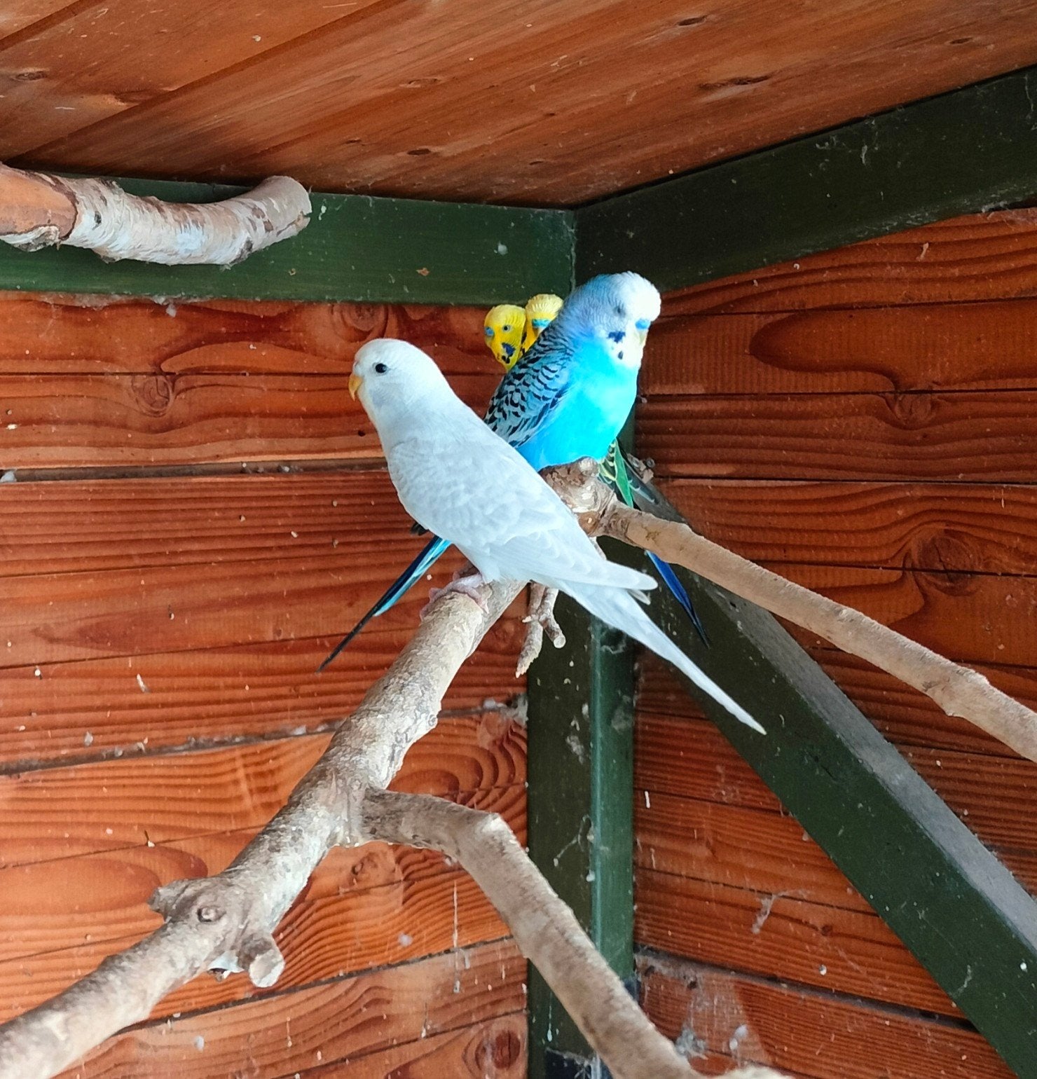 Jonge grasparkieten, Meerdere dieren, Parkiet