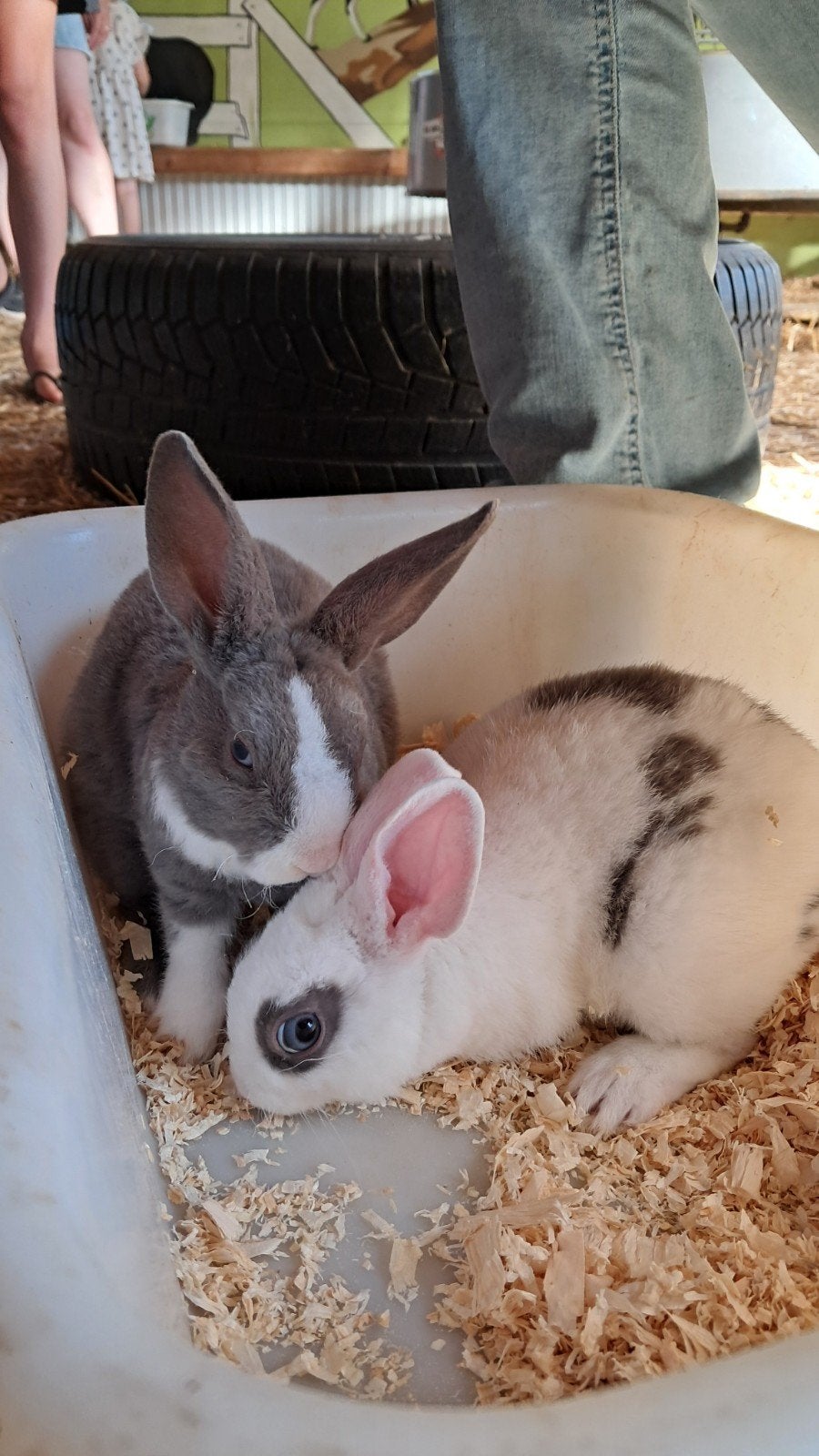 Baby konijntjes geboren 14 juni, Mannelijk, Klein, 0 tot 2 jaar