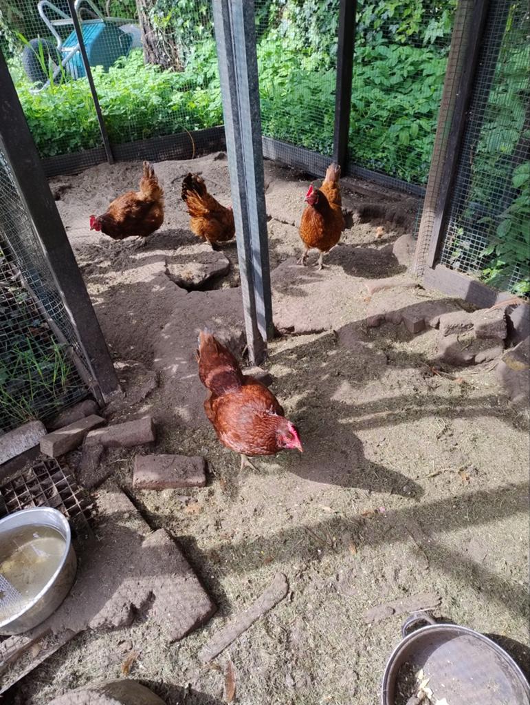 Gereserveerd., Dieren en Toebehoren, Pluimvee, Vrouwelijk, Kip