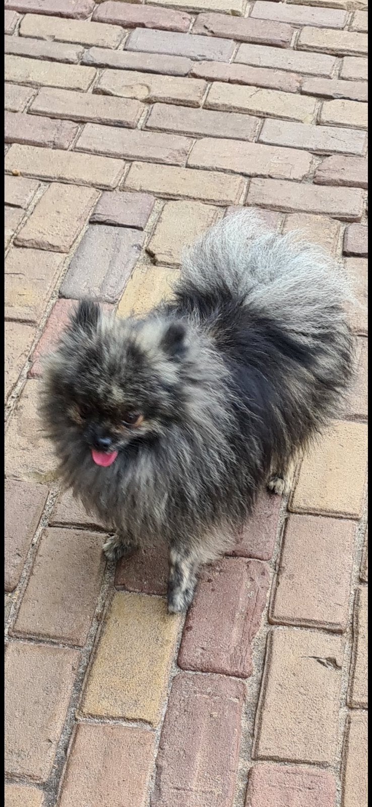 Twee pomchi pomeriaan teefjes, Dieren en Toebehoren, Honden | Chihuahua's en Gezelschapshonden, Parvo, Overige rassen, Teef, Meerdere