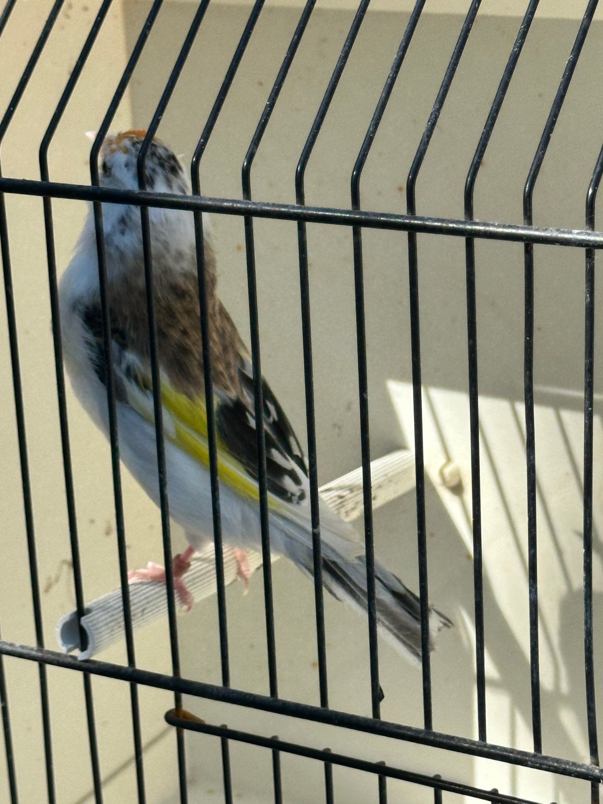 Bonte major putter pop, Dieren en Toebehoren, Vogels | Overige Vogels, Vrouwelijk, Wildzangvogel