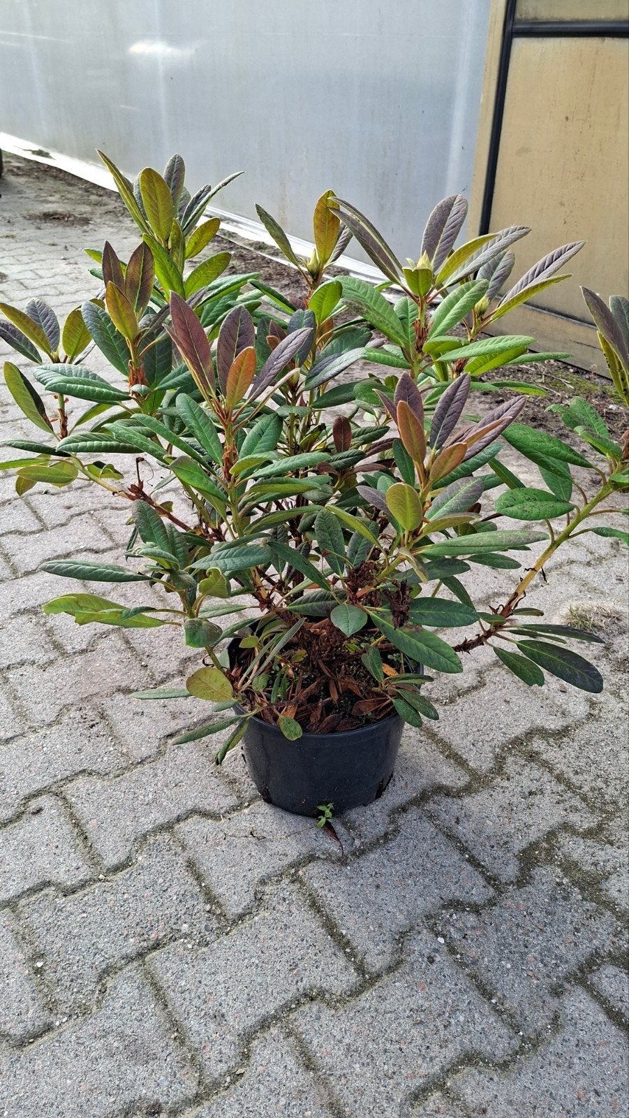 Rhododendron Elizabeth Red, Ophalen, Rhododendron, Struik, Minder dan 100 cm