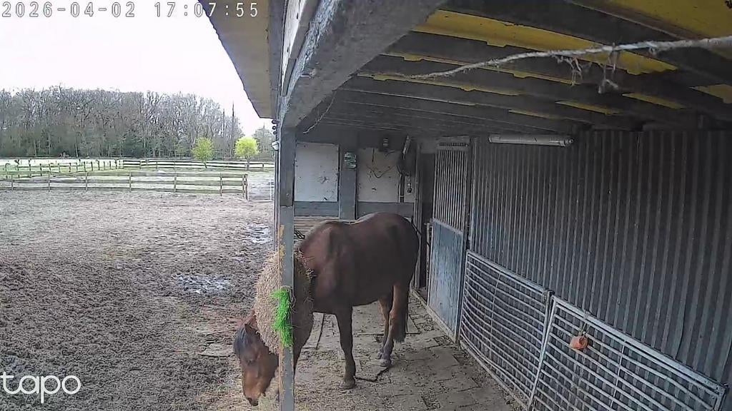 plek voor 2 ruinen op paddock paradise Warmond, Dieren en Toebehoren, Stalling en Weidegang