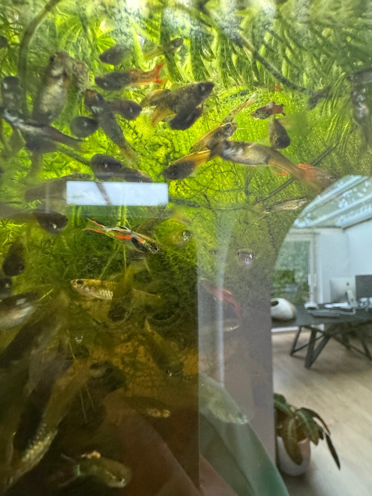 Aquariumvissen - Endler guppen en zwaarddrager, Dieren en Toebehoren, Vis, Zoetwatervis