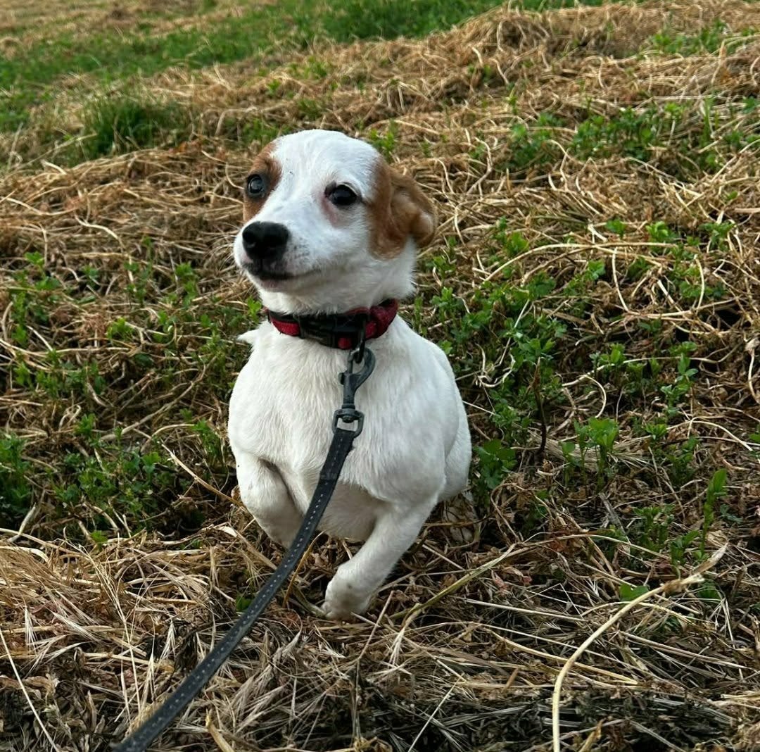 2 lieve zusjes van 6 maanden, Dieren en Toebehoren, Honden | Niet-rashonden, Particulier, 15 weken tot 1 jaar, Buitenland, Teef