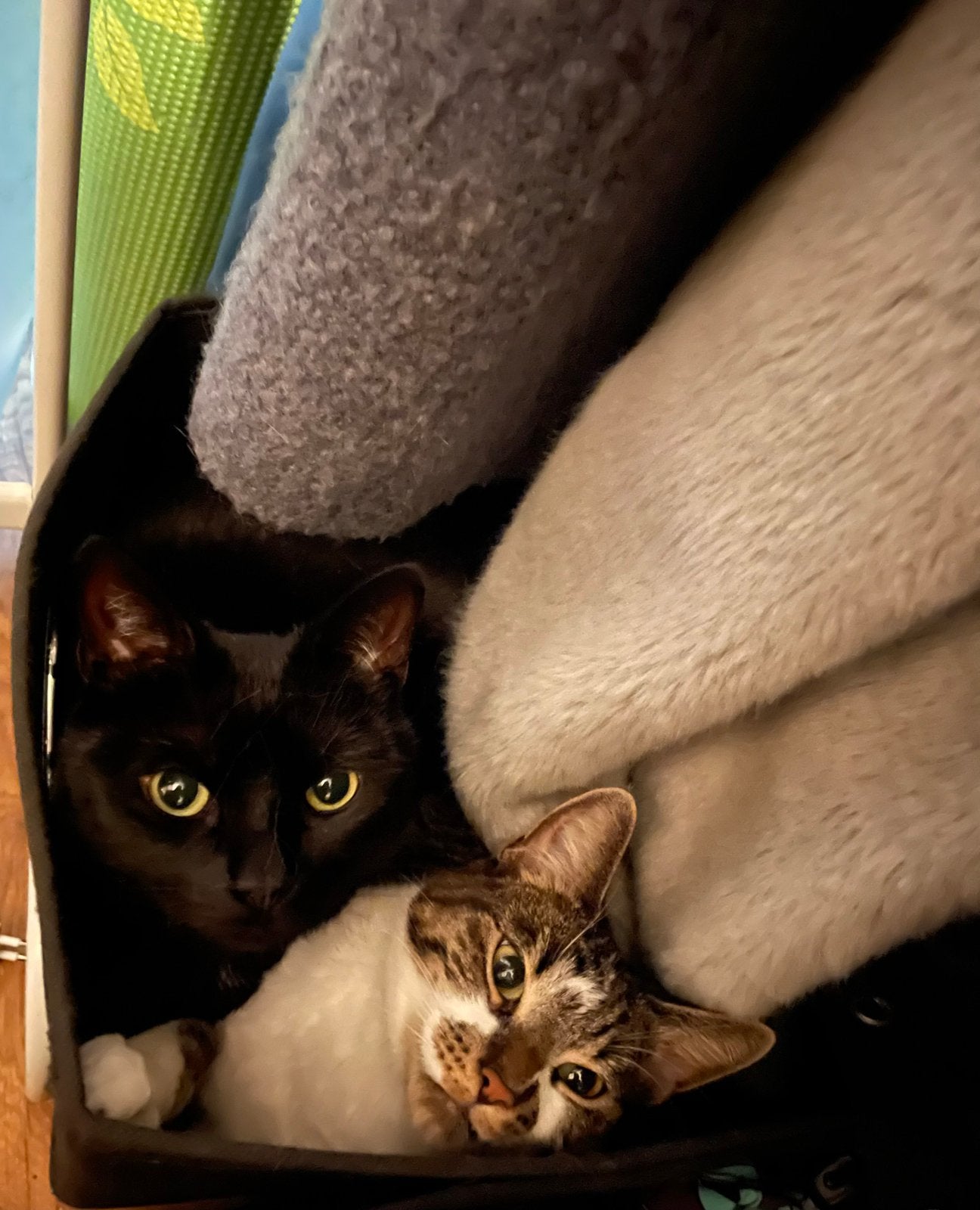 Nieuw huisje gezocht voor Mila & Luna, Poes