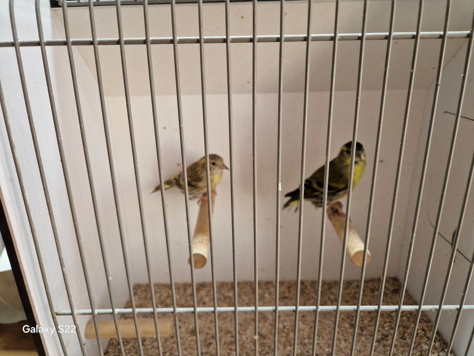 sijzen, Dieren en Toebehoren, Meerdere dieren